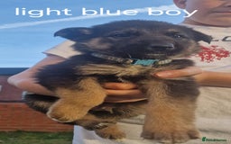 Mixed Breed dogs for sale: German shepherd x border collie pups  - Image 3