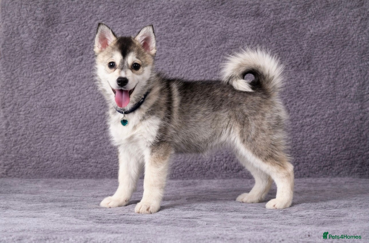 Pomsky dogs (Loki) perfect wolf grey (f3) male pomsky puppy   - Advert 1