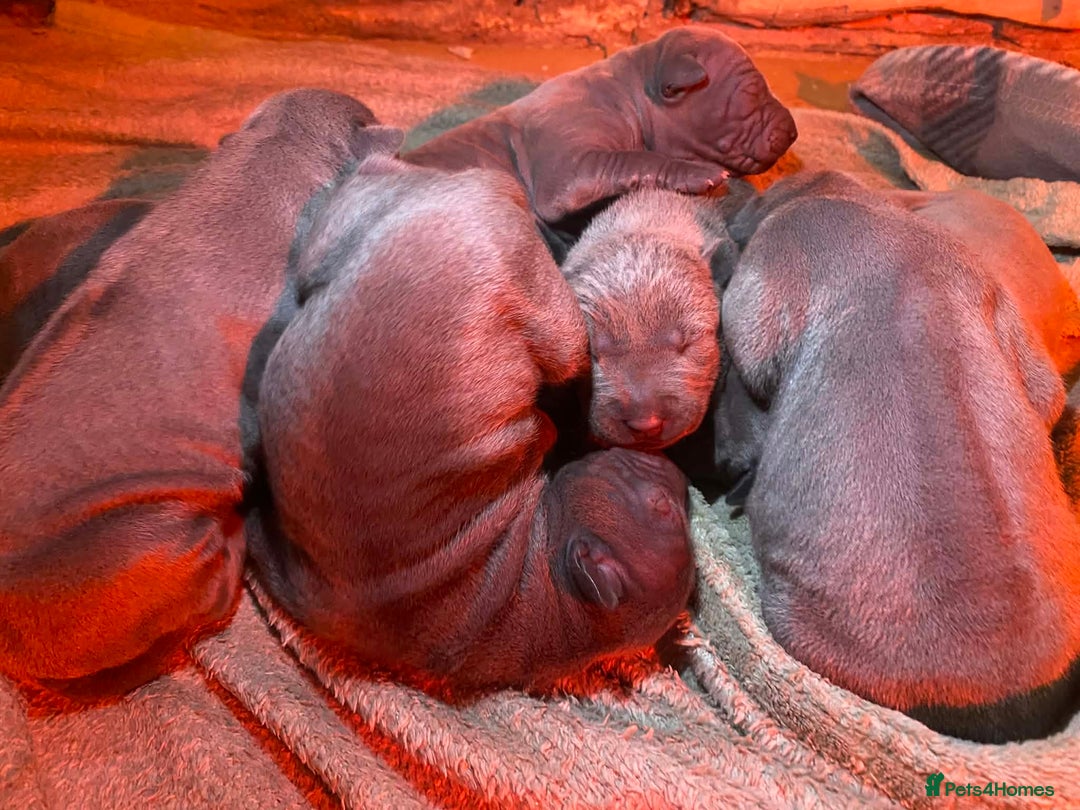 Thai Ridgeback dogs for sale: Thai Ridgeback puppy’s 🏆 - Advert 6