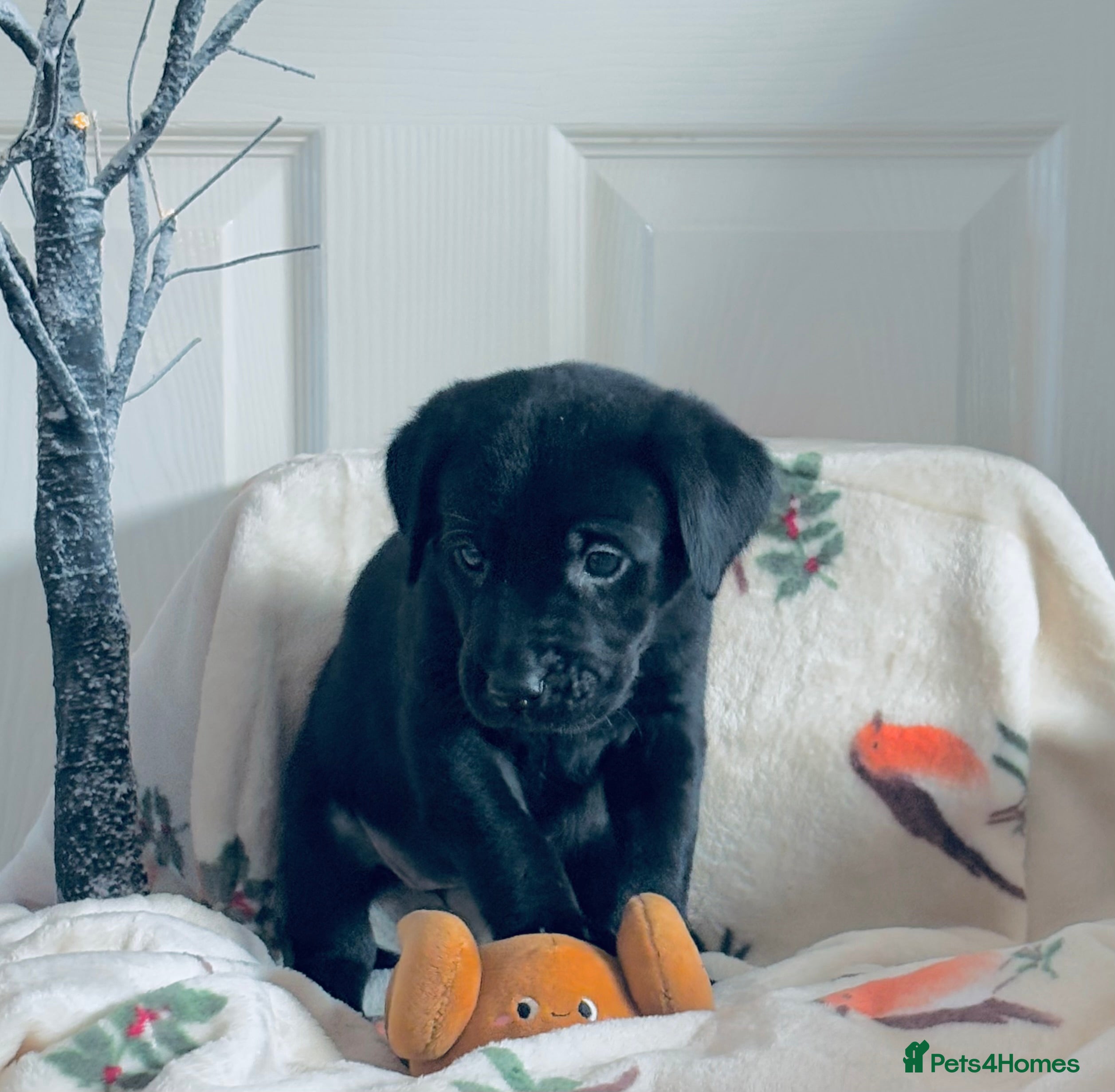 Labrador Retriever dogs Stunning Black Labrador Puppies  - Advert 11