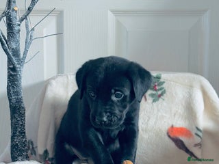 Labrador Retriever dogs Stunning Black Labrador Puppies - Advert 1
