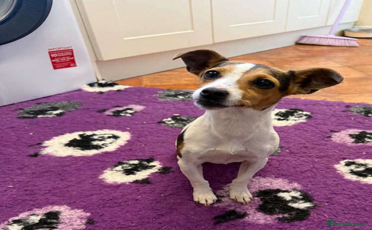 Jack Russell dogs - Advert 1