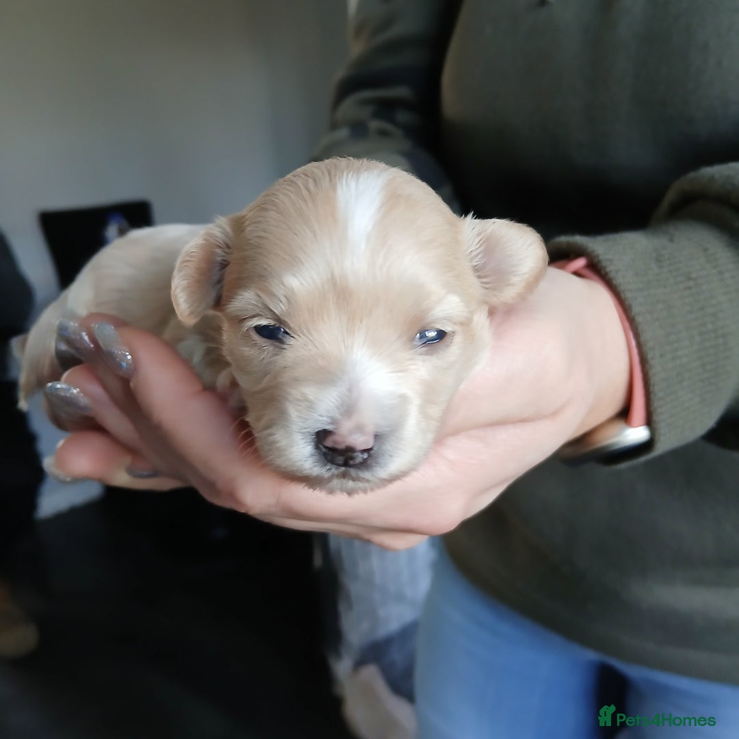 Mixed Breed dogs for sale: Maltipomapoo  - Advert 2