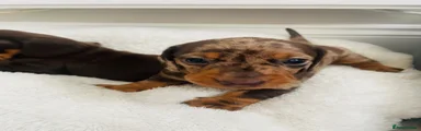 Dachshund Puppy 5