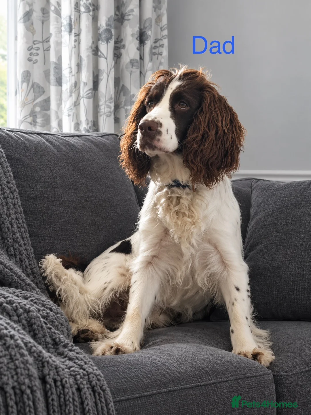 Cocker Spaniel dogs for sale: Beautiful litter of cocker spaniels in Birmingham - Advert 2