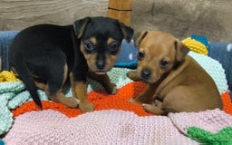 Jack Russell dogs for sale: Beautiful Jack Russell Terrier Puppies - Image 4