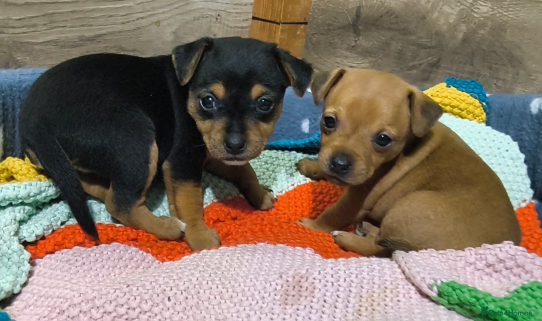 Jack Russell dogs for sale: Beautiful Jack Russell Terrier Puppies - Image 4