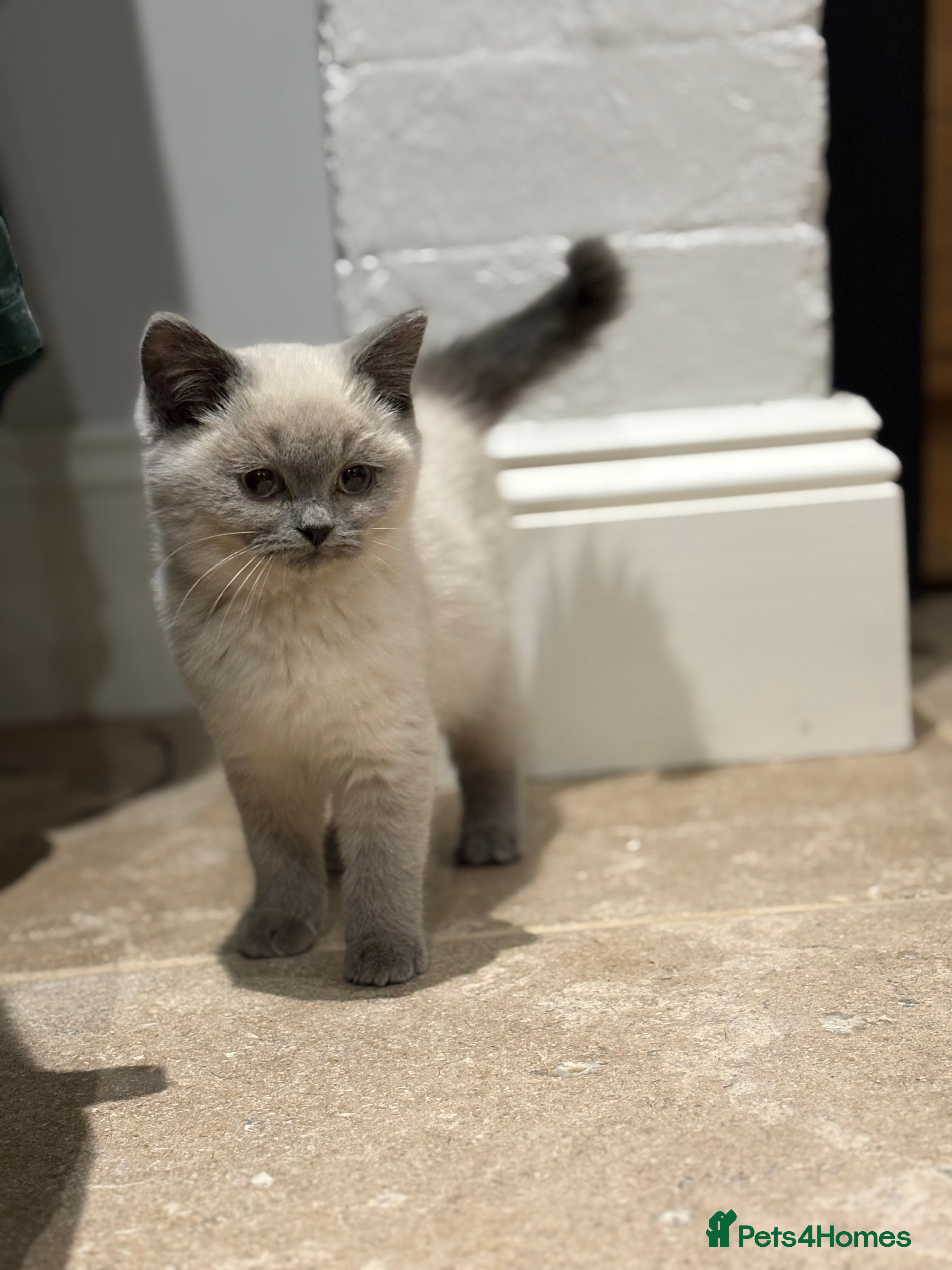 British Shorthair cats LAST GCCF REG BSH BOY LEFT 💕beautiful kittens💕 - Advert 16
