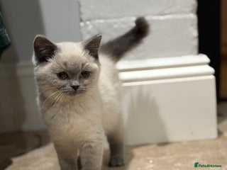 British Shorthair cats LAST GCCF REG BSH BOY LEFT 💕beautiful kittens💕 - Advert 2
