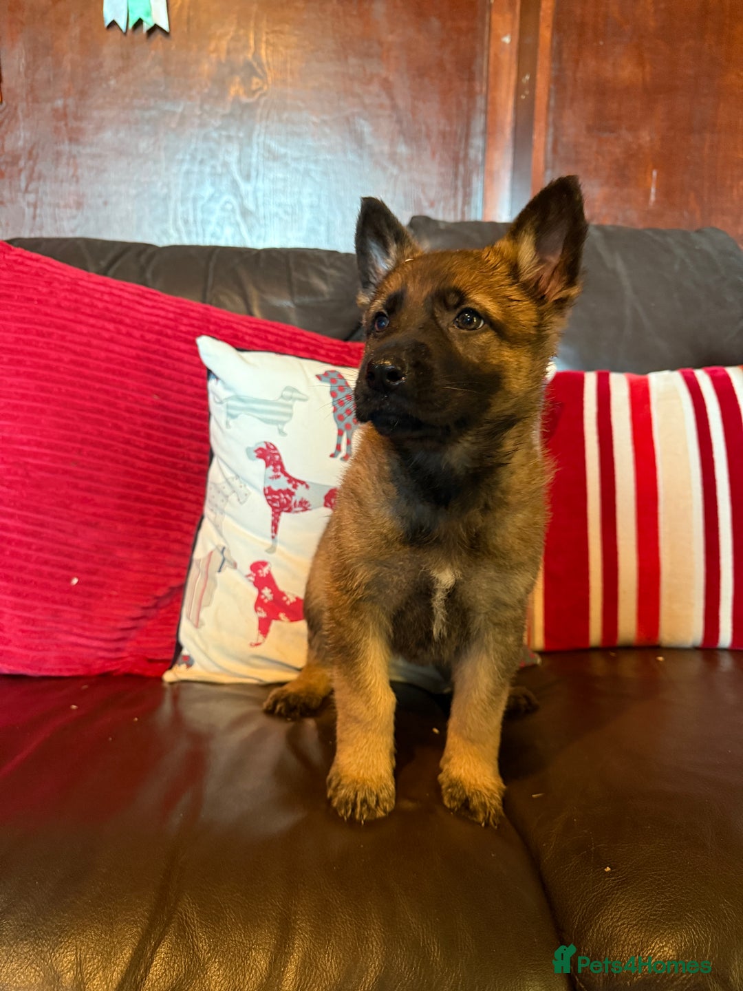 German Shepherd dogs for sale: Beautiful kc reg working line German shepherds  - Advert 13