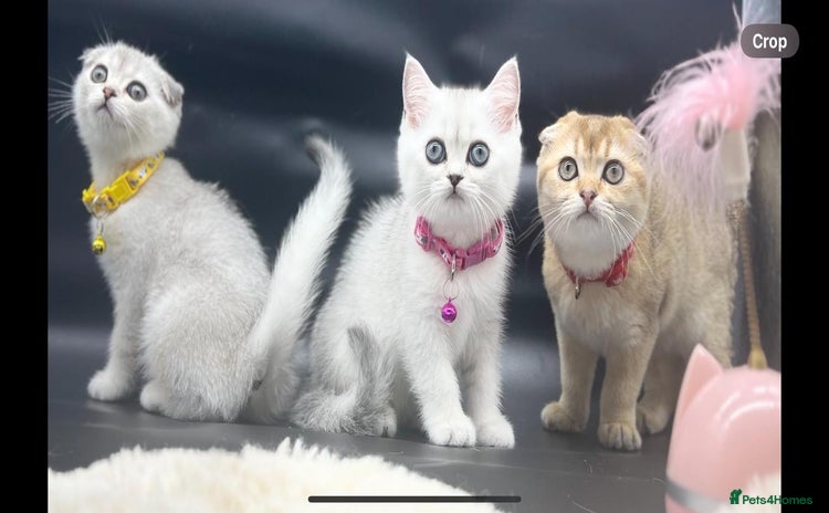 Scottish Fold cats - Advert 14