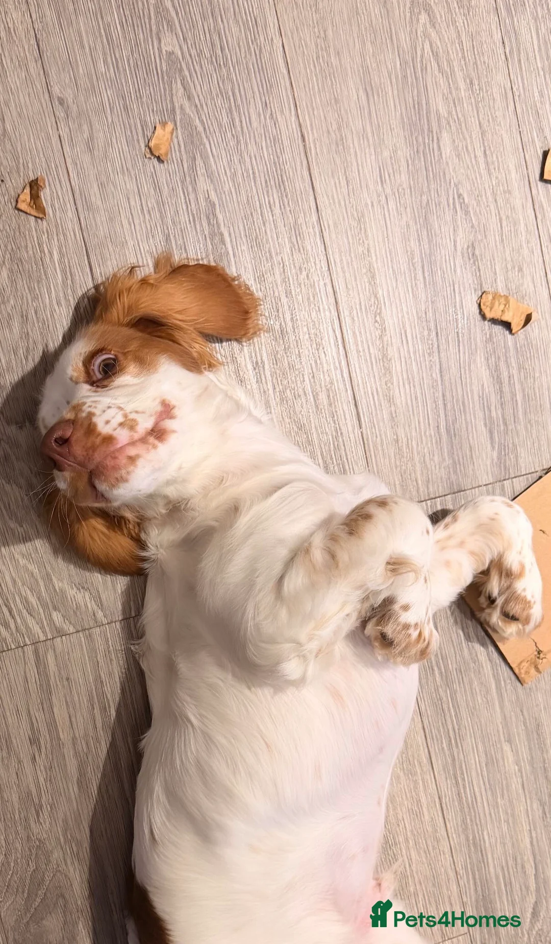 Cocker Spaniel dogs for sale: loving 6 month old male cocker spaniel  - Advert 5