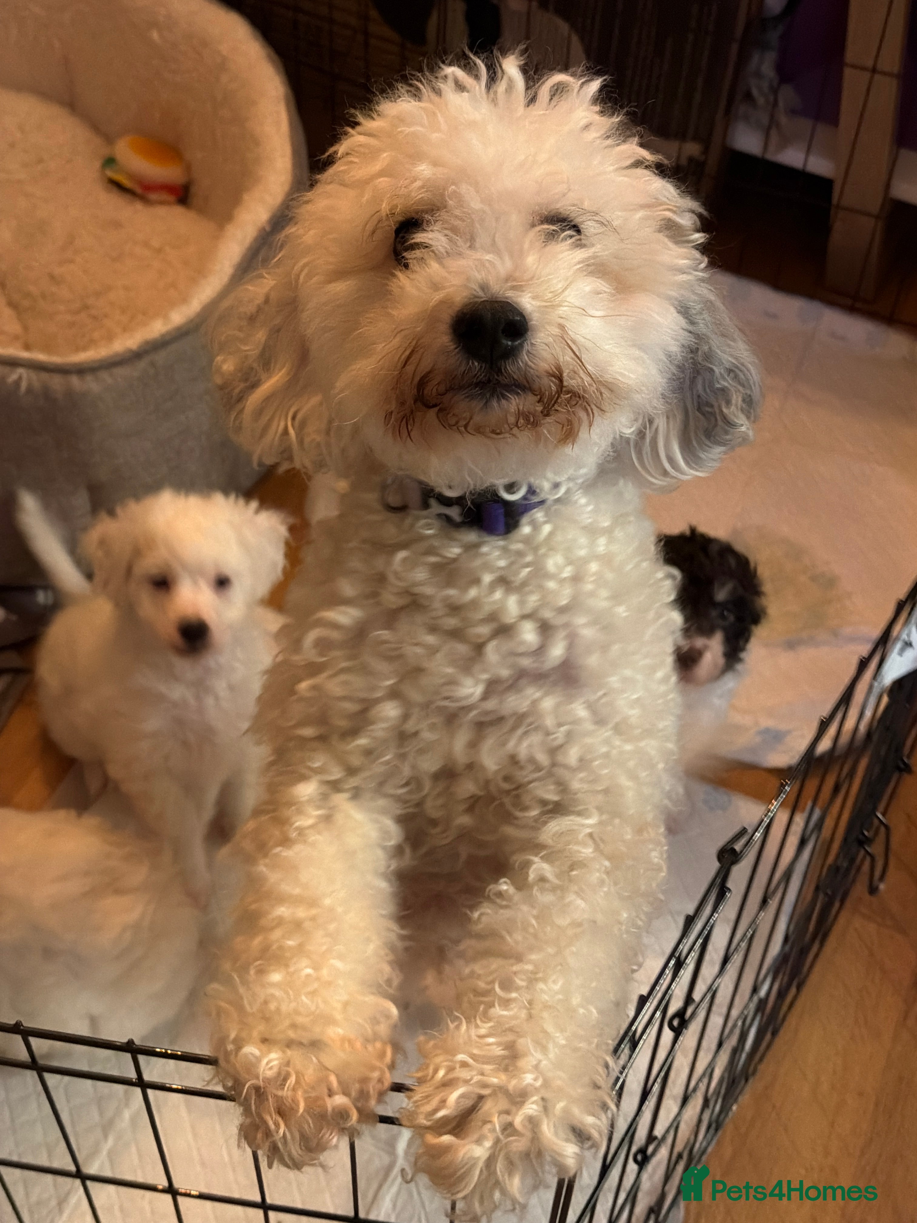 Mixed Breed dogs Mr Joseph Steel  - Advert 16