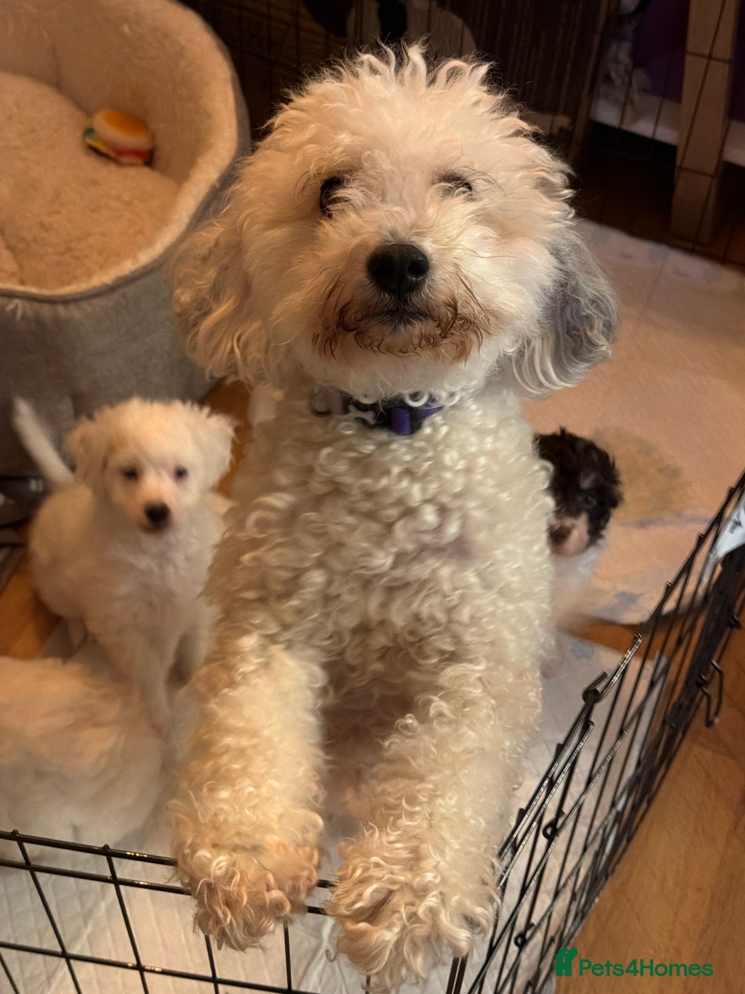 Mixed Breed dogs for sale: Mr Joseph Steel  - Advert 1