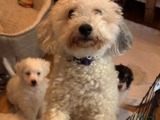 Mixed Breed dogs Mr Joseph Steel - Advert 1