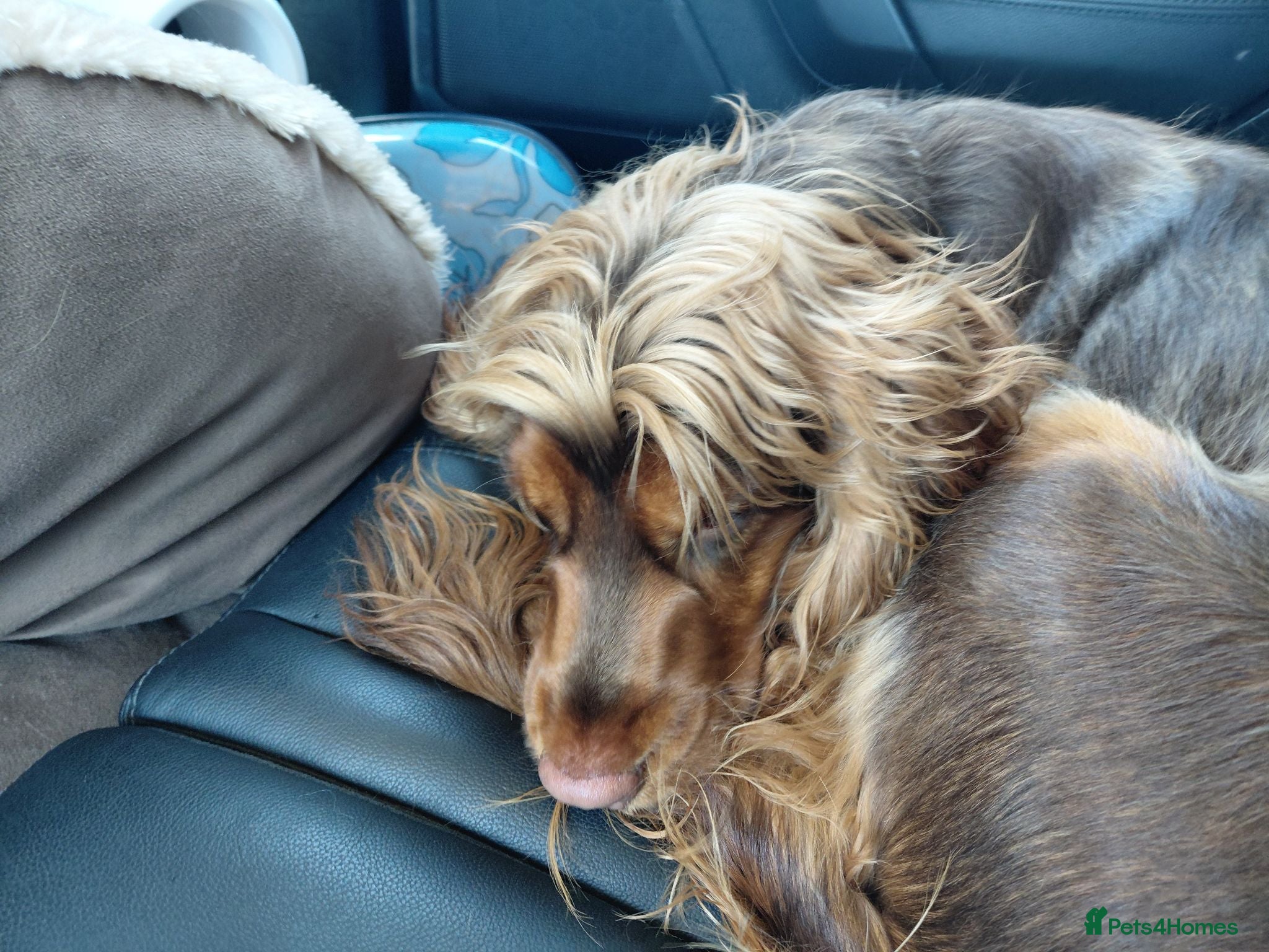Cocker Spaniel dogs Marley - Advert 1