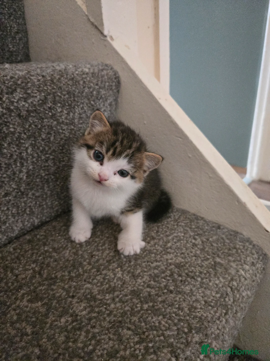 Mixed Breed cats for sale: Beautiful Kittens Ready for Loving Homes 🐾 - Advert 6