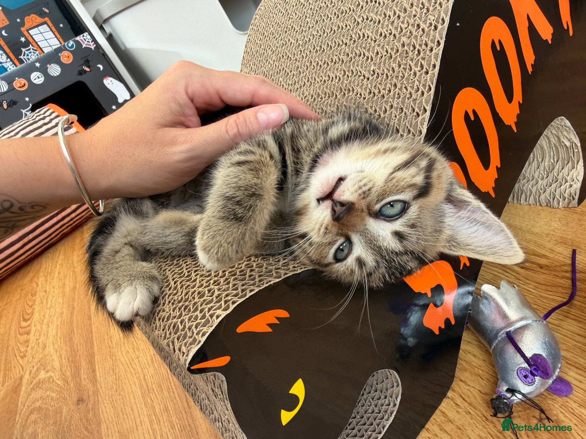 Mixed Breed cats for sale: Beautiful tabby kittens for sale  - Advert 1
