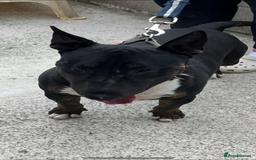 English Bull Terrier dogs for sale: Champion line bull terriers  - Image 10