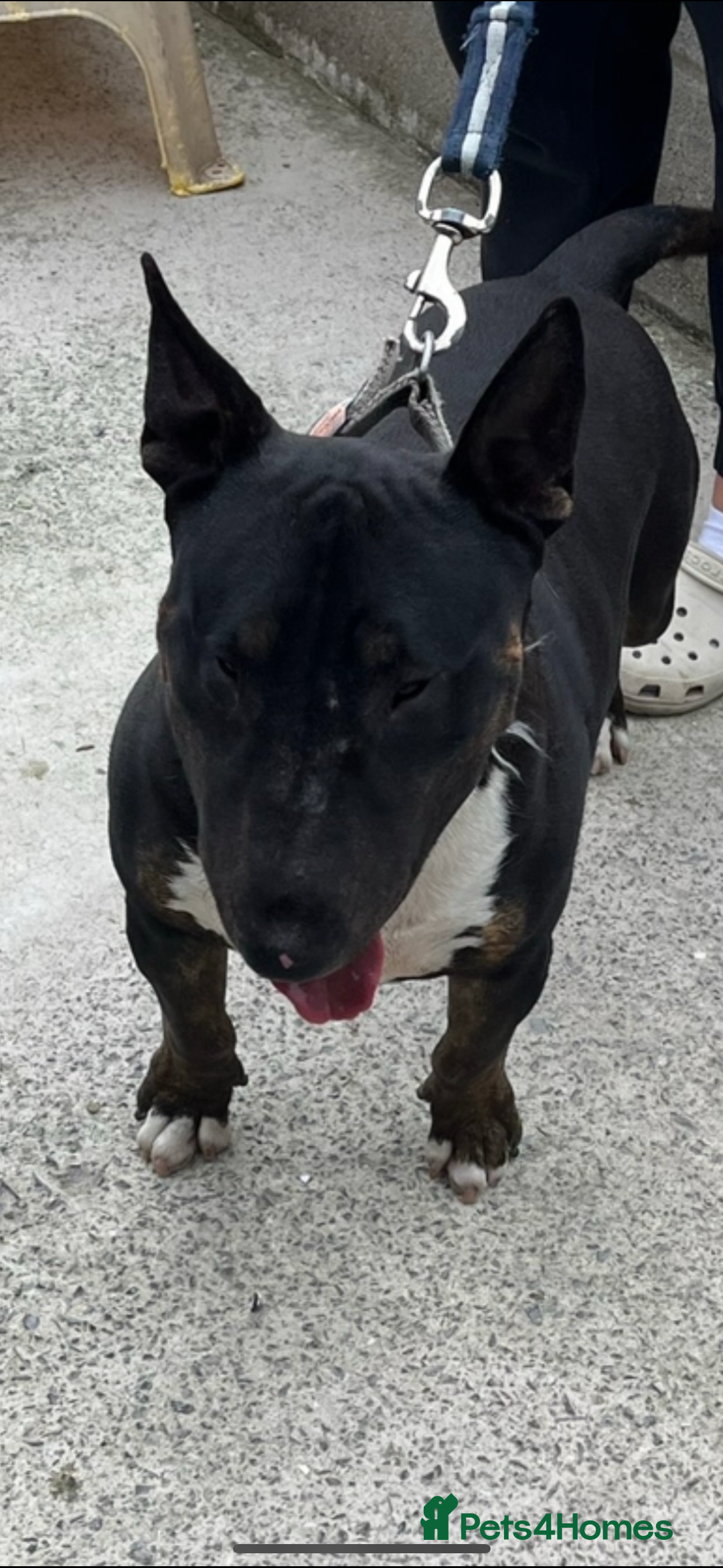 English Bull Terrier dogs for sale: Champion line bull terriers  - Image 10