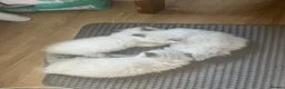 Ragdoll cats for sale: TICA registered pedigree Ragdoll kittens - Advert 25