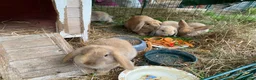 Mini Lop rabbits for sale: Beautiful mini-lop baby rabbits in South Croydon - Advert 4