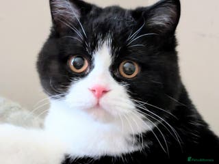 British Shorthair cats Gorgeous British Shorthair kitten - Advert 3