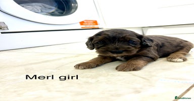 Cockapoo dogs - Advert 8