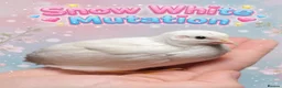 Quail poultry for sale: 12 Fresh Chinese Painted Quail Hatching Eggs  - Advert 12