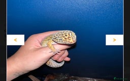 Leopard Gecko reptiles for sale: Leopard Geckos Need Rehoming ASAP - Image 4
