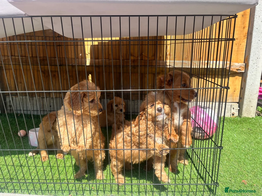 Cockapoo dogs for sale: Beautiful Multigen Cockapoo Puppies 🐶 - Advert 2