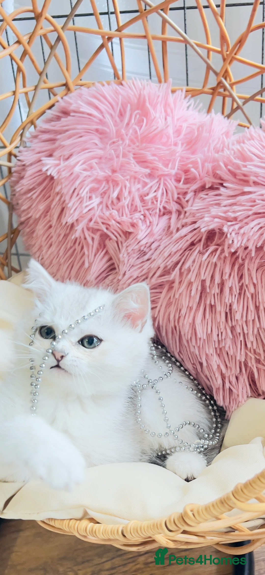 Scottish Fold cats for sale: 💞Beautiful Scottish Fold and Straight kittens🐾 - Image 18