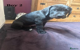 Cane Corso dogs for sale: 7 cane corso pups sliver and black  - Image 7