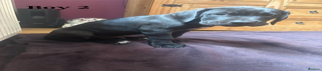 Cane Corso Puppy 