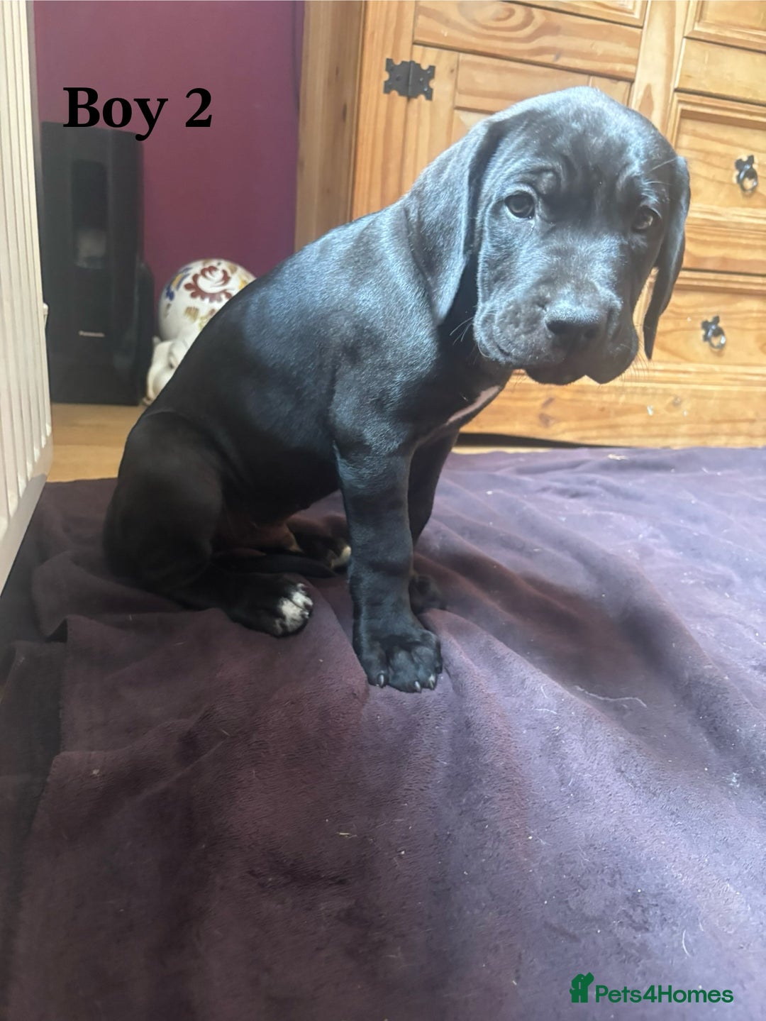 Cane Corso dogs for sale: 7 cane corso pups sliver and black  - Image 7
