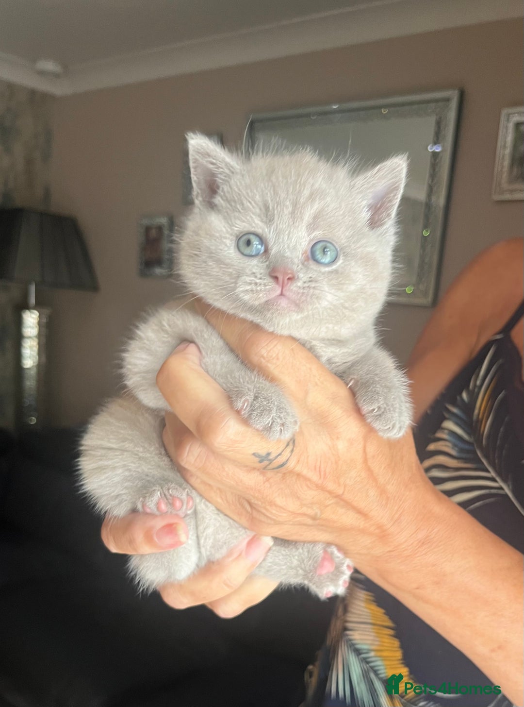 British Shorthair cats for sale: Female lilac fully health checked bsh - Image 5
