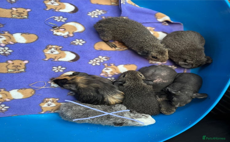 Guinea Pig rodents - Advert 19