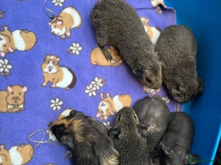 Guinea Pig rodents Baby guinea pigs (boars) - Advert 10