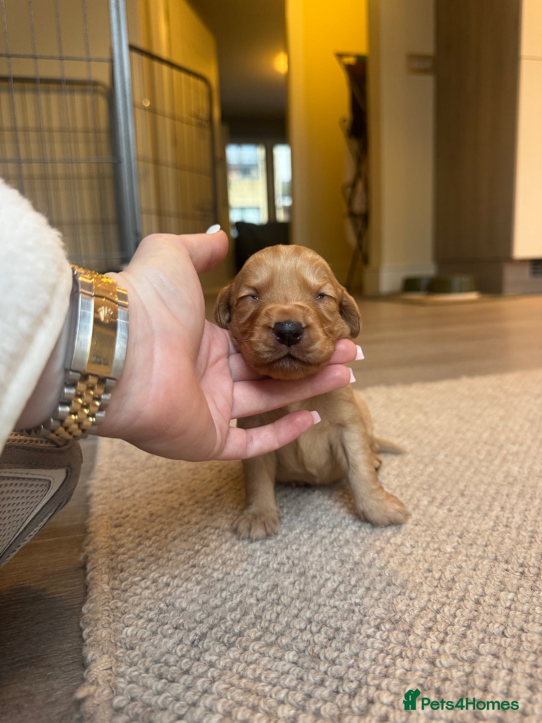 Cockerdor dogs for sale: Cockerdor/ Spanador Puppies. KC registered parents - Advert 35