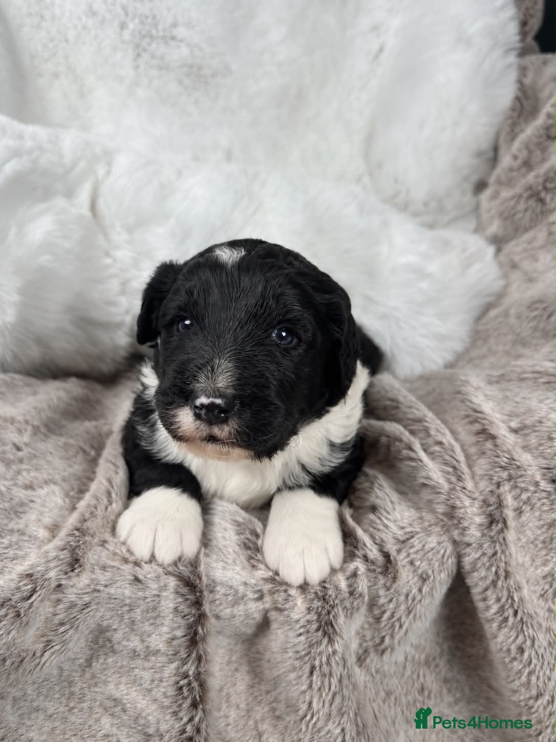 Bernedoodle dogs for sale: FI health tested Bernedoodles  - Advert 1