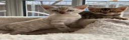 Bengal cats for sale: Bengal Kittens GCCF Registered - Advert 1