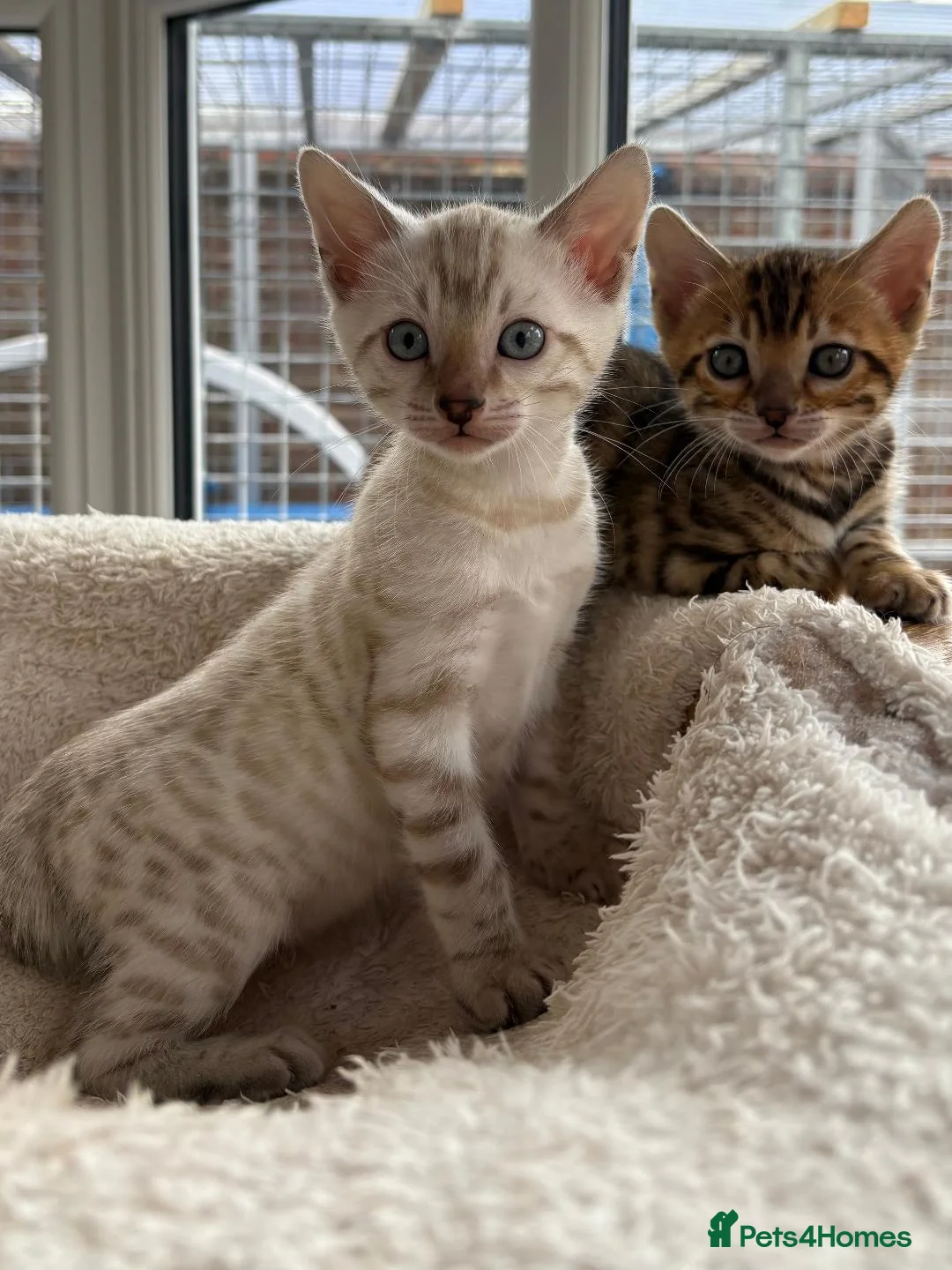 Bengal cats for sale: Bengal Kittens GCCF Registered - Advert 1