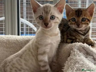 Bengal cats Bengal Kittens GCCF Registered - Advert 1