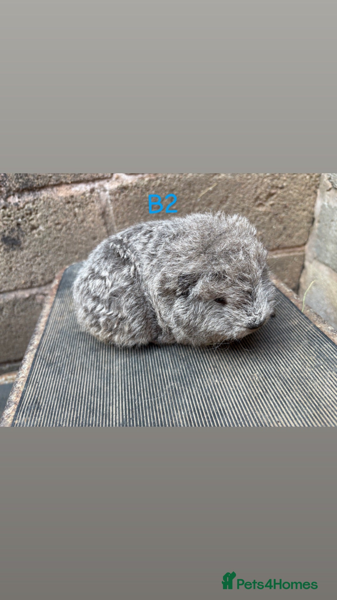 Guinea Pig rodents Young guinea pigs for sale  - Advert 10