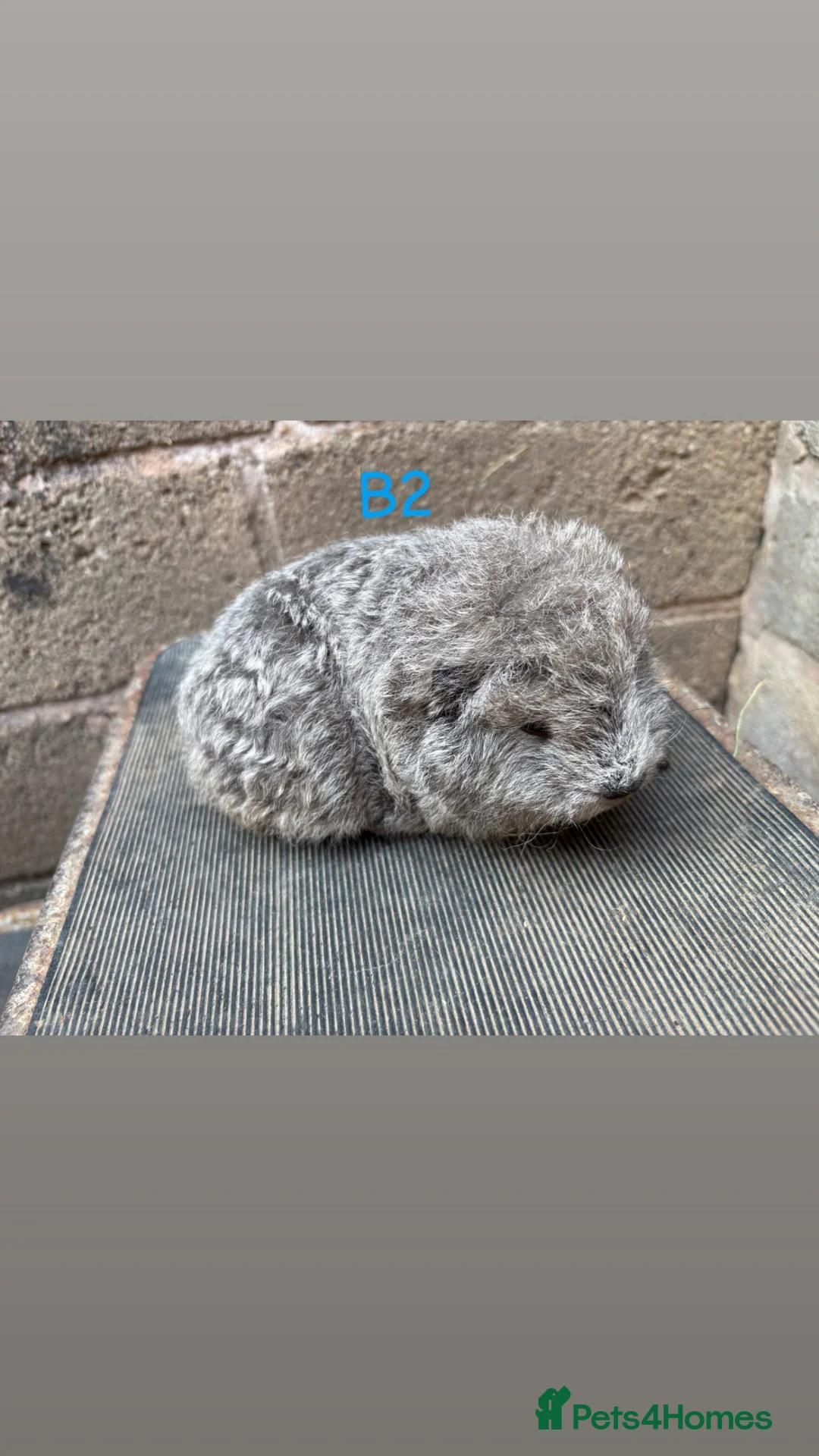 Guinea Pig rodents for sale: Young guinea pigs for sale  - Advert 1