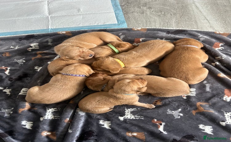 Labrador Retriever dogs - Advert 8