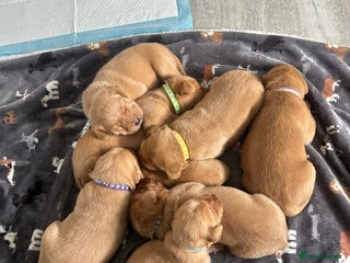 Labrador Retriever dogs - Advert 13