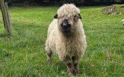 Sheep livestock for sale: Dartmoor cross valais  - Image 2