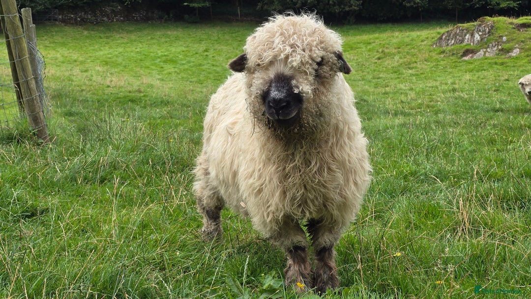 Sheep livestock for sale: Dartmoor cross valais  - Image 2