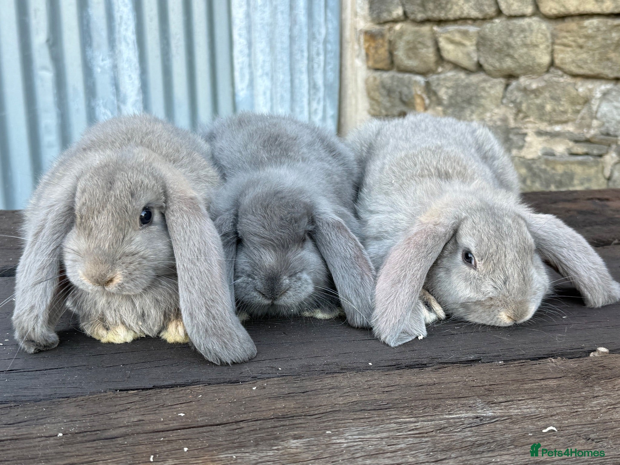 French Lop rabbits Stunning XL French lops  - Advert 1